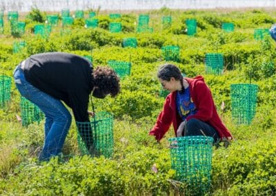 Moran Poplar Research